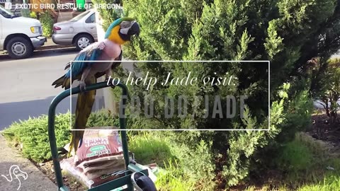 Life In A Cage Made Parrot Pluck Out Her Feathers