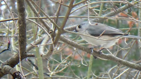 Tufted Titmouse