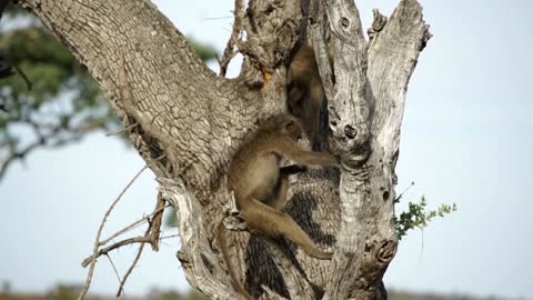 Leopard Failed To Catch Baby Baboon but Managed to Catch its Mother