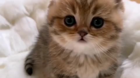 Cute cat! Gatinho super fofo 🐱