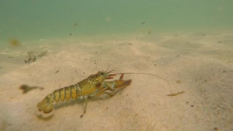 A big lobster swimming on a sandy ocean floor bottom