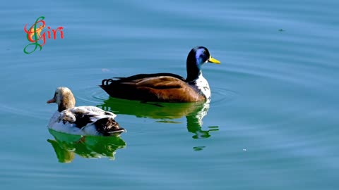 White Duck Birds Are Swimming in Beautiful Lake of Bardoli | | Super HD | Must Watch