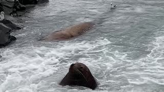 Sea Lion Relaxing at "Alaskan" Spa