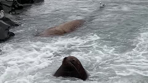 Sea Lion Relaxing at "Alaskan" Spa