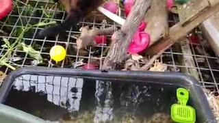 Monkey Eats a Yummy Earthworm