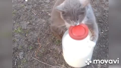 Milk cats funny