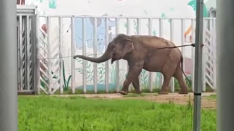 Elephants love to walk
