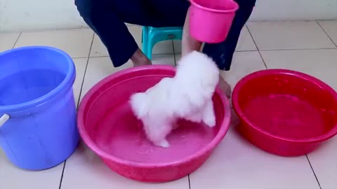 First Cute Pomeranian Puppy Bath | Funny Dogs Puppies | Min Puppy #rumble mk