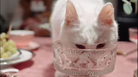 Cute & Funny Cat A Cat Licking Tha Crystal Glass On To Of The Table