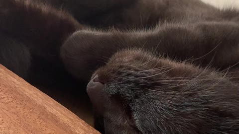 Healing cat-sleep like an angle