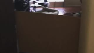 Little pup escapes living room by jumping over living room border