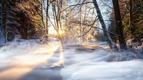 Sunrise fog morning nature trees