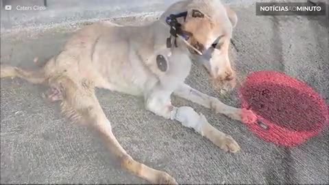 Cães acidentados ganham cadeiras de rodas e voltam a correr