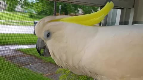 Cockatoo Thinks he is a Dog