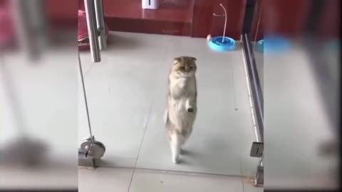 What a beautiful dancing cute cat