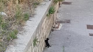 Mama Cat and Kitten Find Each Other