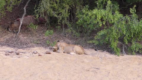 Entertaining Lion Cub