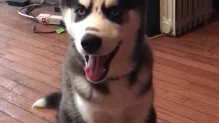 Husky responds to owner asking if he loves him