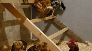 Fun on the farm - Chickens