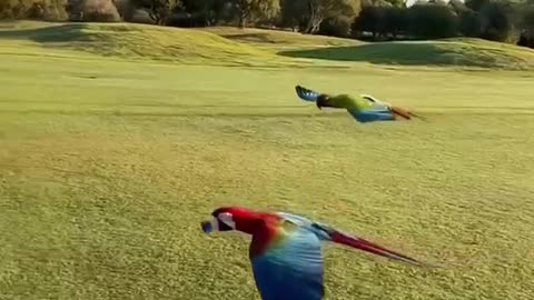 Majestic Macaw’s in flight. 🦜