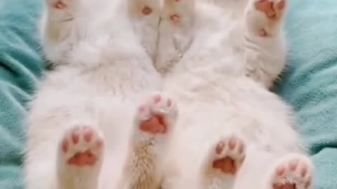 Baby Cats - Cute Funny Videos