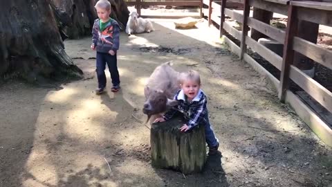 Babies in zoo