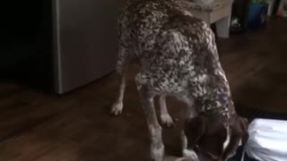 Brown dog getting dog food from fridge
