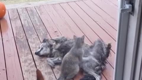 Cat gives massage to a Dog 😱