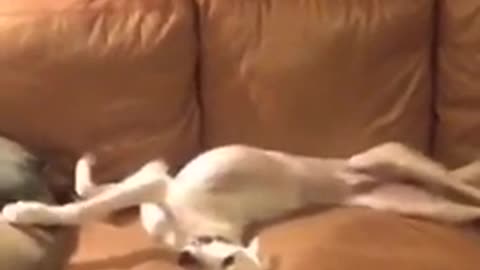 Ffs grey dog lays on back on brown couch