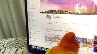 Parrot Hates Laptop