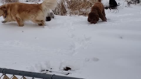Ryder and Sweetie playing in snow