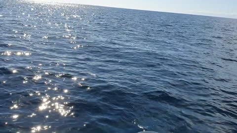 Boat Chased by Shark 18 Miles Offshore