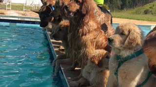 Dogs Choose Pool Party over Photoshoot