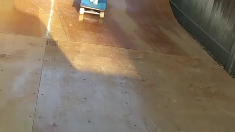 Intelligent Cat skate boarding