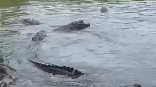 Swimming with Crocodiles