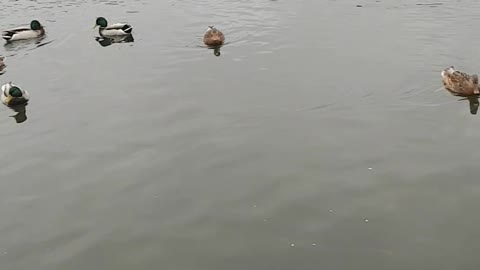 Birds on the lake
