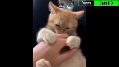 he Best FUNNY Cat Videos 2022 Funnies