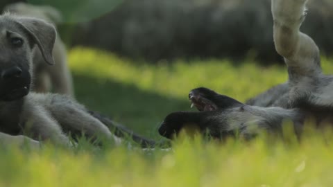 dogs playing