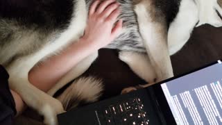 Cute Husky Dreaming