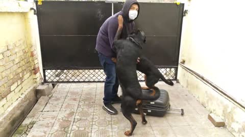 Rottweiler dogs meet owner after