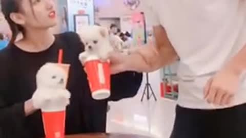 Cute Pomeranian puppies videos Want to exchange with coffee ? Funny dog videos #shorts