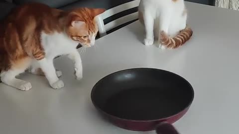 cats fasscinated