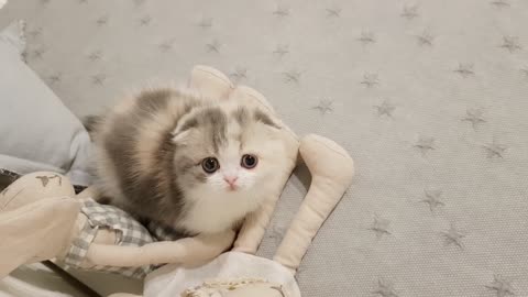 cute kitten videos short leg cat Video