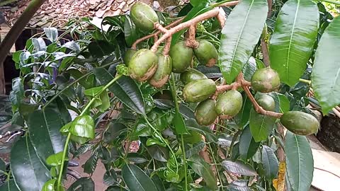 Ambarella fruit