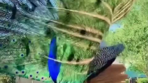 Feel the music with a beautiful Peacock's dance