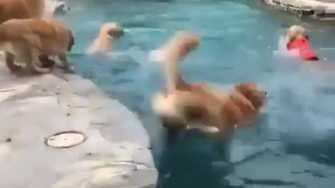 Golden Retrievers jump into a pool