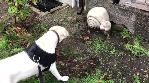 dog puzzled with big snail... cachorro intrigado com caracol...