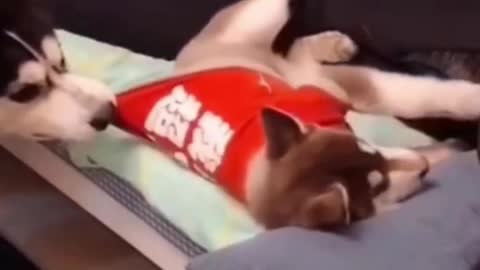 Funny Cats and dogs videos #SHORTS #CATS #DOGS #funny #funny dogs videos #funny cats video