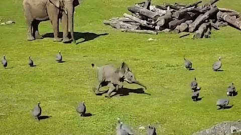 Elephants Goofing Around