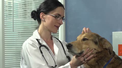 Female vet checking up on dog